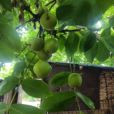 麻核桃