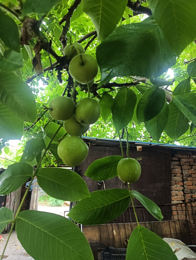麻核桃