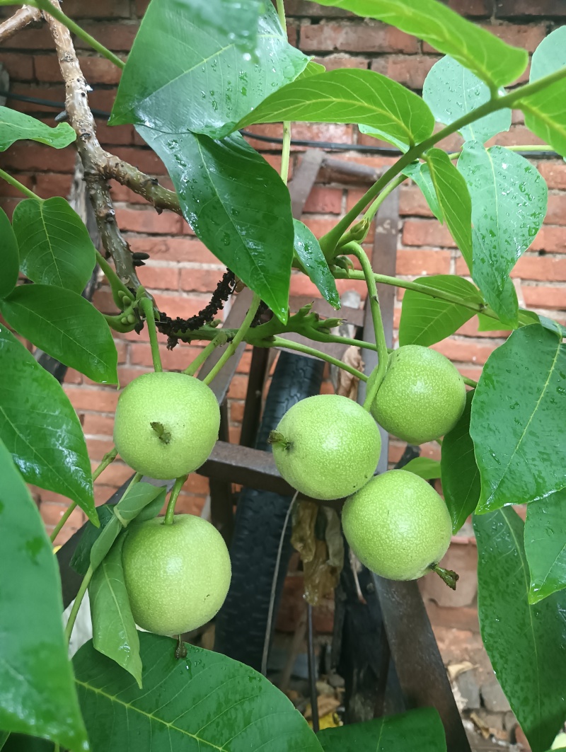 麻核桃