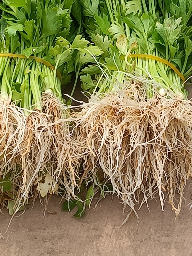 芹菜苗