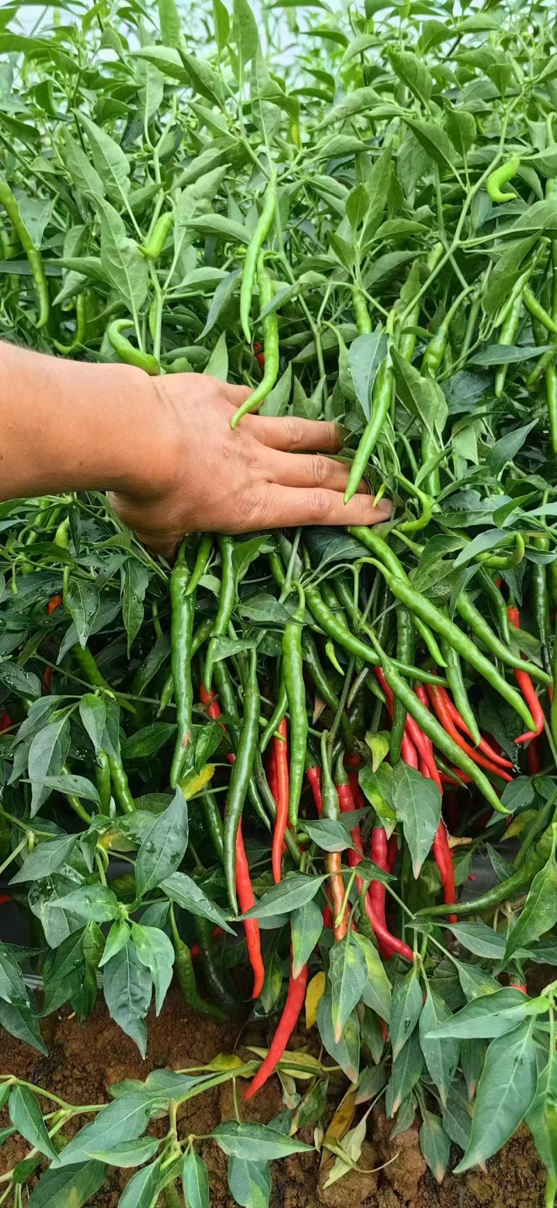 秋香2号辣椒