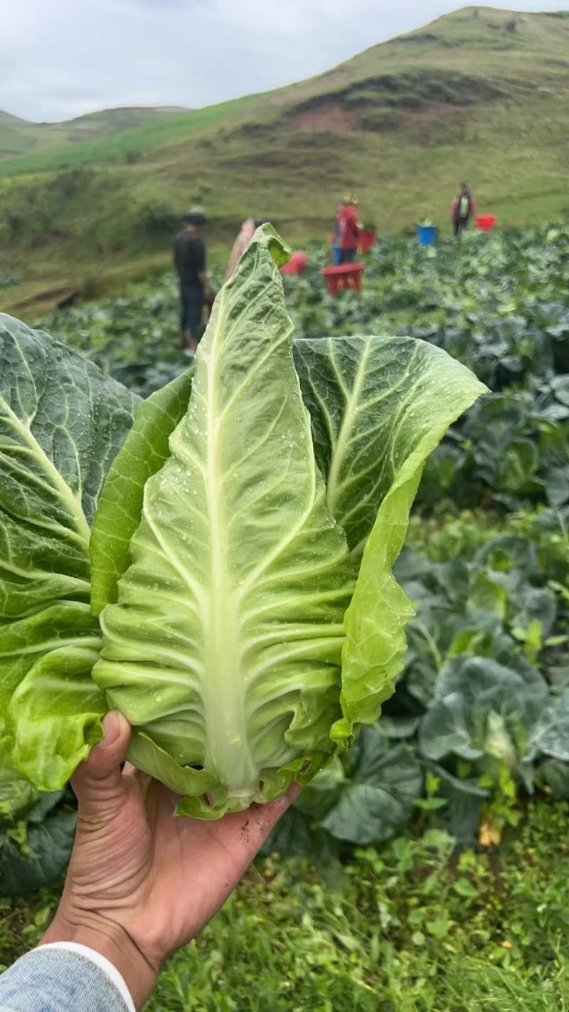 牛心甘蓝