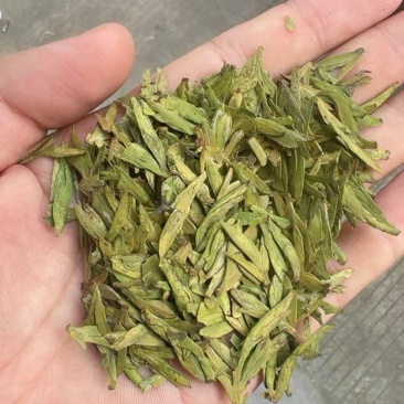 头春头采龙井，