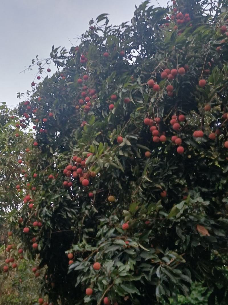 荔枝