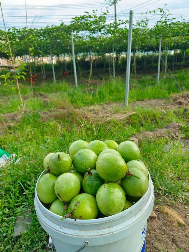 钦密九号百香果