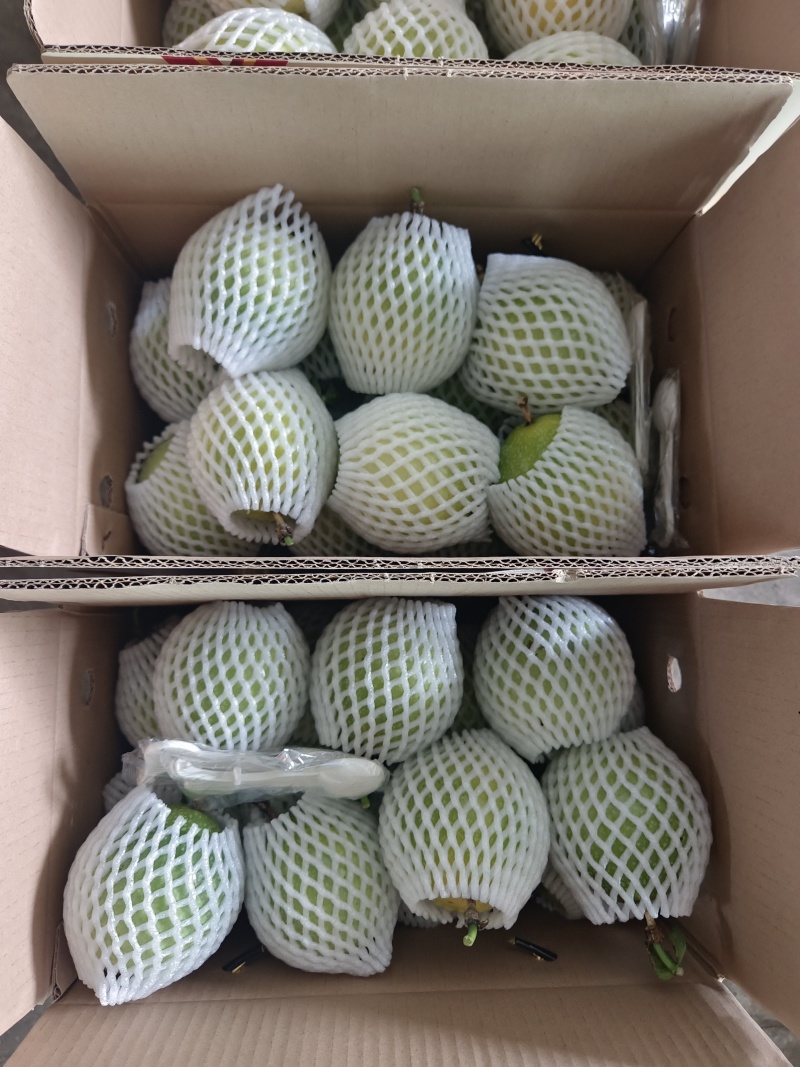钦密九号百香果