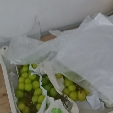 阳光玫瑰