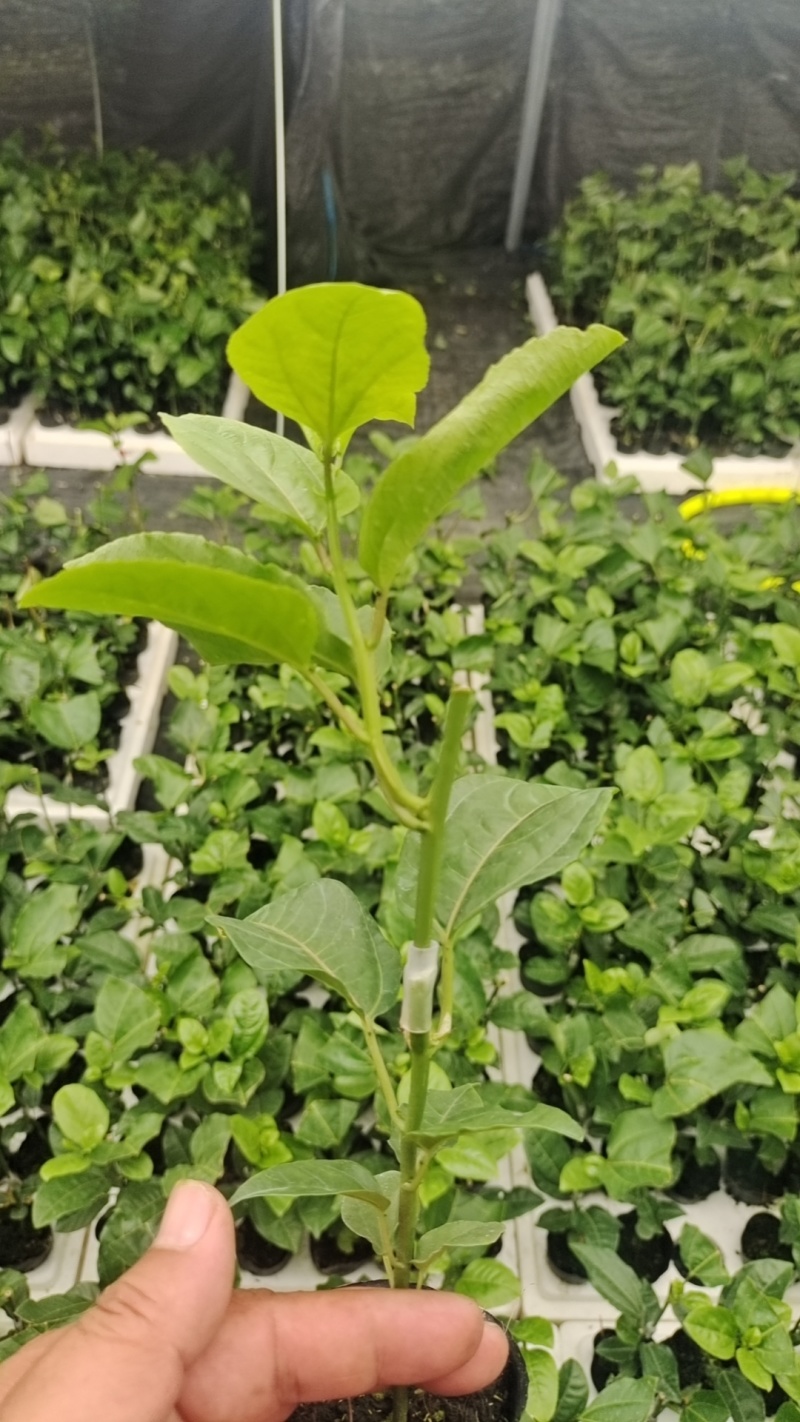 钦蜜9号百香果嫁接苗