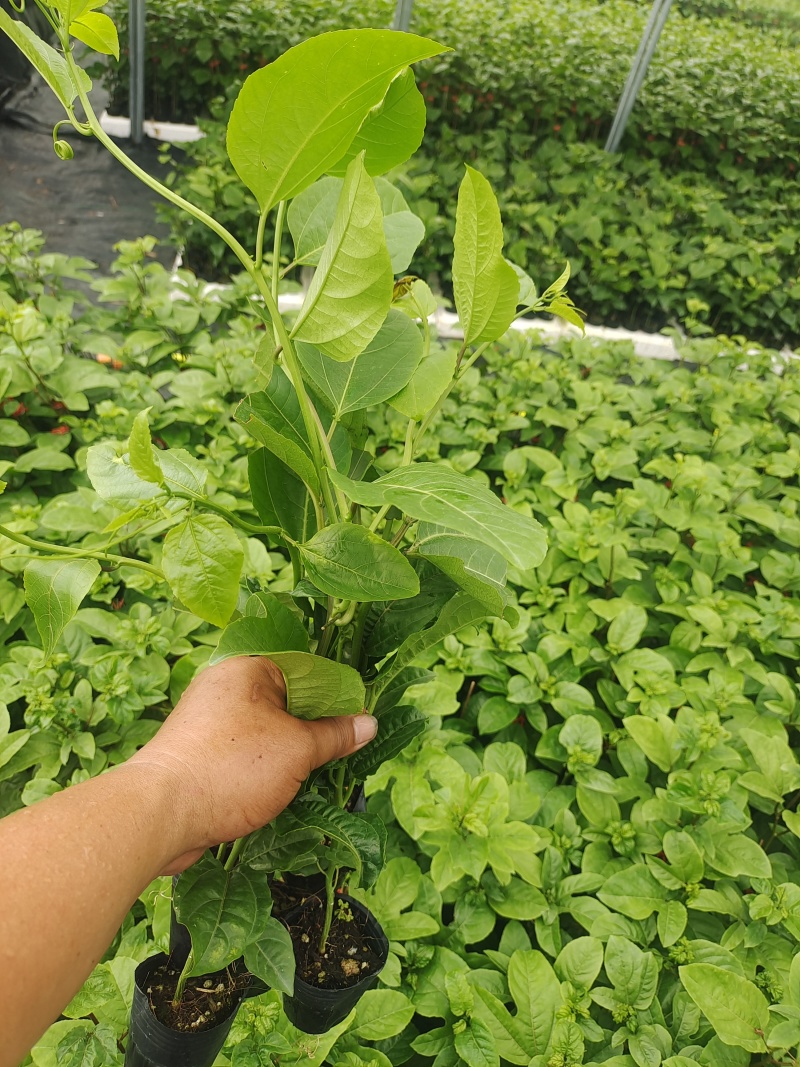 钦蜜9号百香果嫁接苗