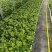 钦蜜9号百香果嫁接苗