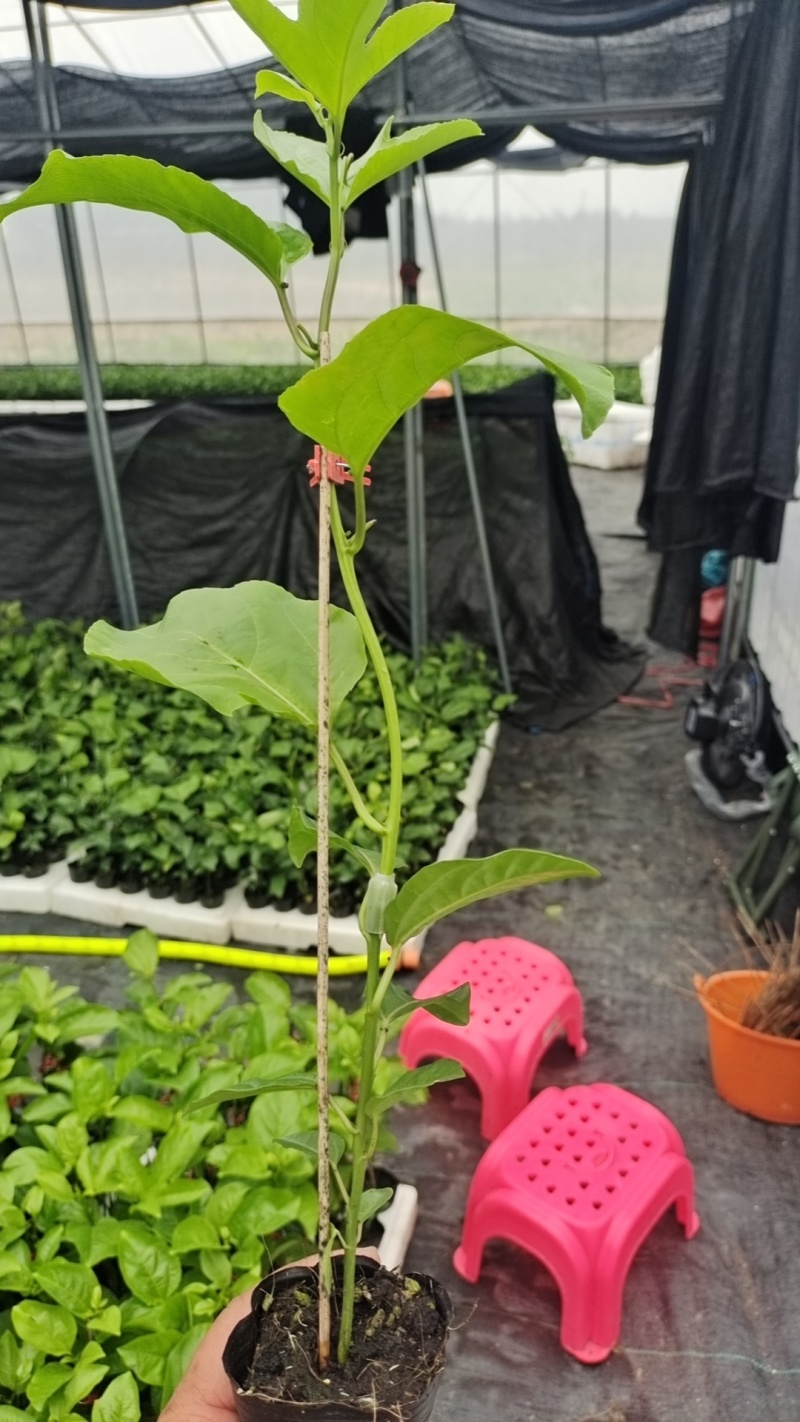 钦蜜9号百香果嫁接苗