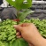 钦蜜9号百香果嫁接苗