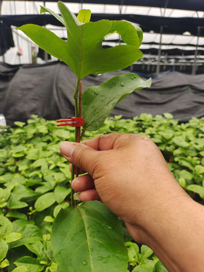 钦蜜9号百香果嫁接苗