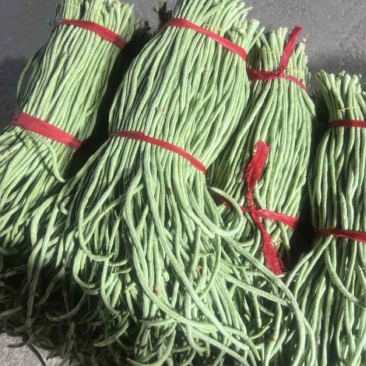 河南长豆角质量嘎嘎滴可加水加冰都是70公分左右