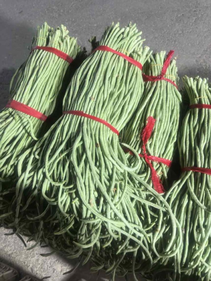 河南长豆角质量嘎嘎滴可加水加冰都是70公分左右
