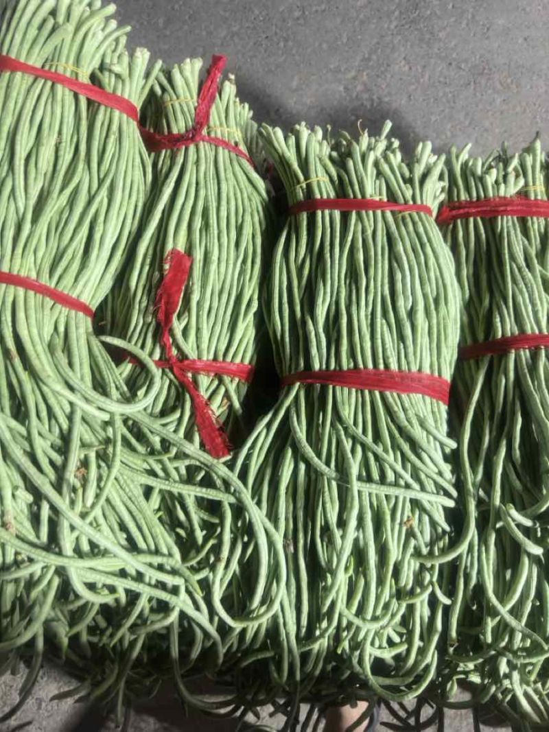 河南长豆角质量嘎嘎滴可加水加冰都是70公分左右