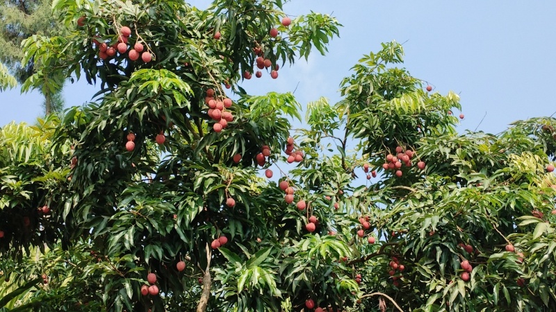 四川大塔荔枝
