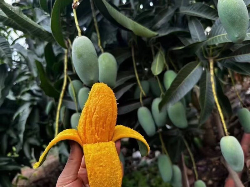 芒果