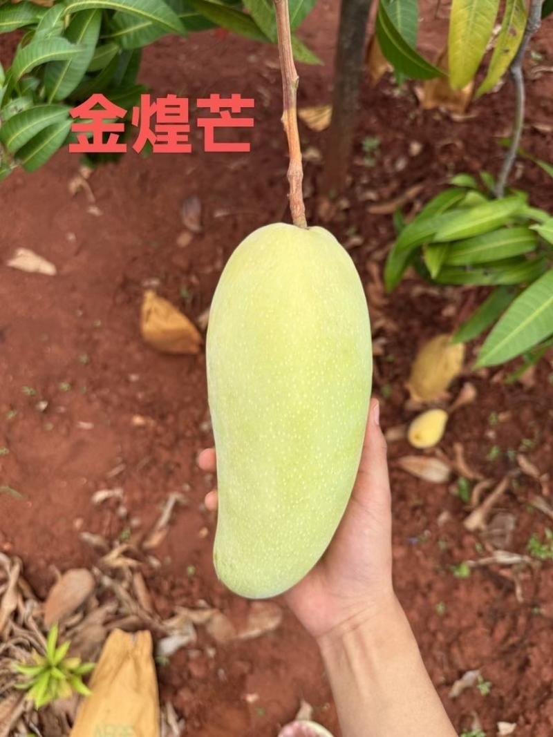 芒果
