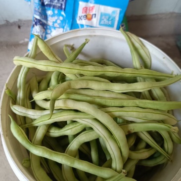 四季豆