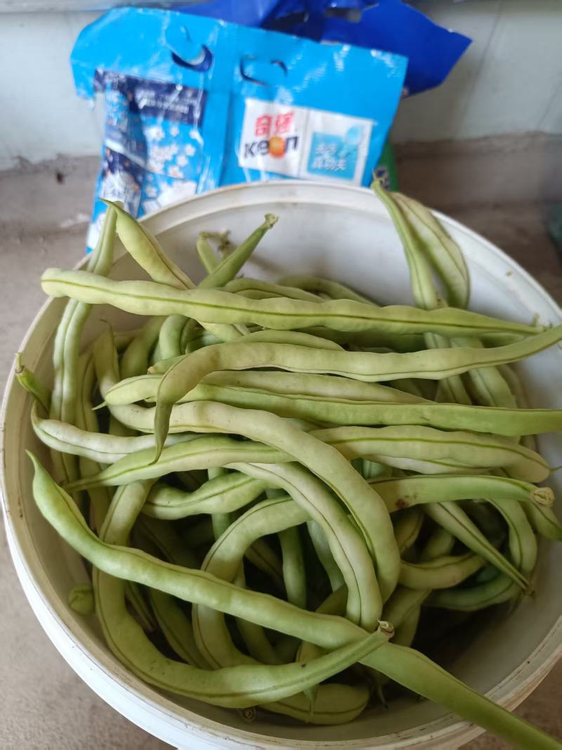 四季豆