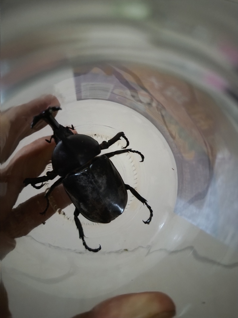 独角仙