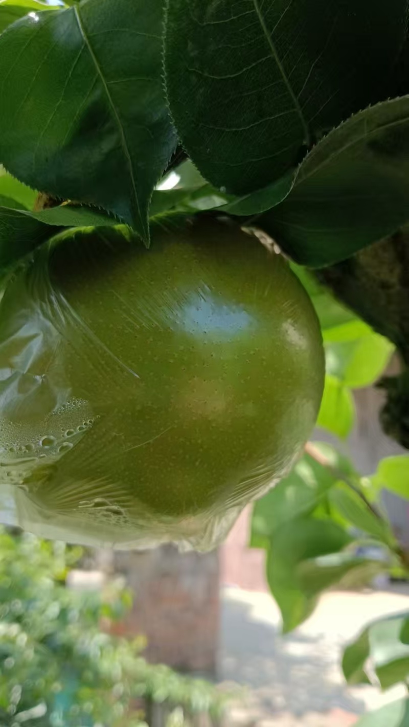 重庆永川黄瓜山的黄花梨
