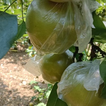 重庆永川黄瓜山的黄花梨