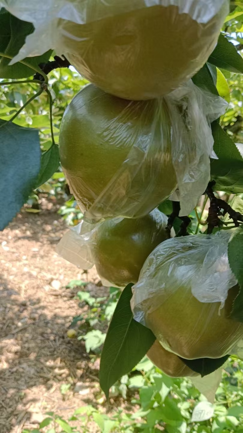 重庆永川黄瓜山的黄花梨
