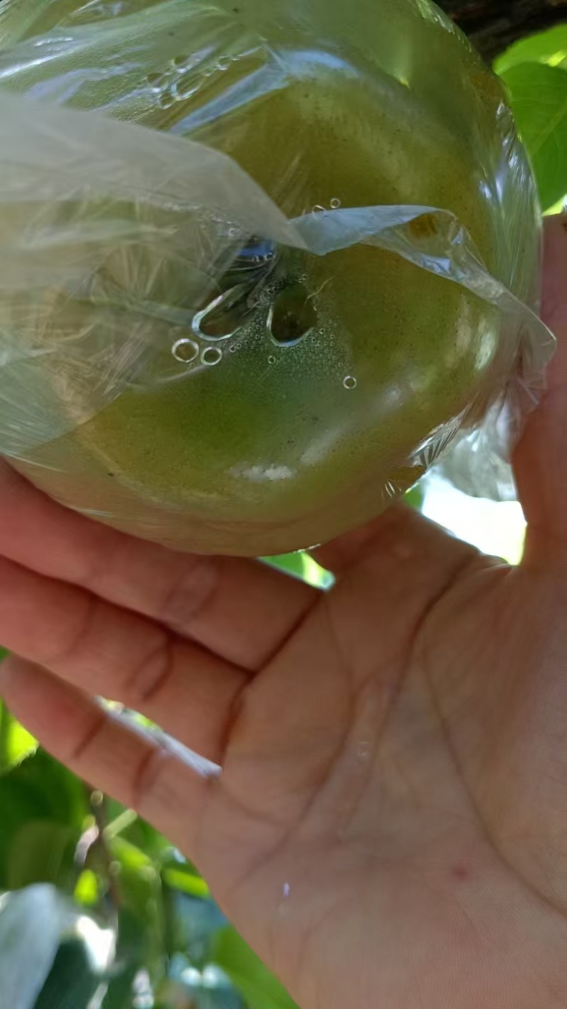 重庆永川黄瓜山的黄花梨