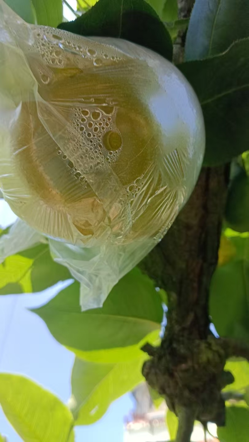 重庆永川黄瓜山的黄花梨