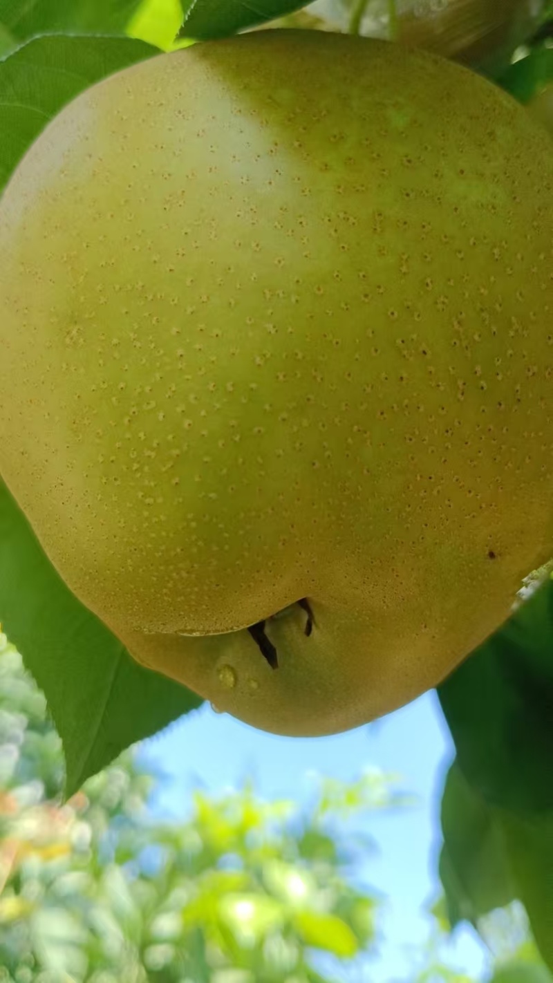 重庆永川黄瓜山的黄花梨