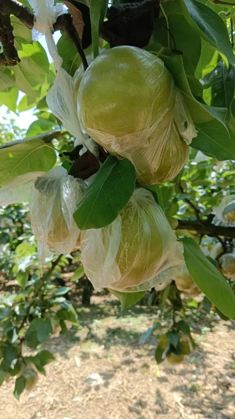 重庆永川黄瓜山的黄花梨
