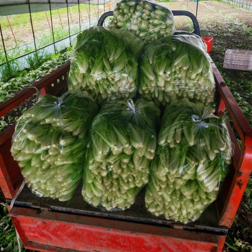 蔬菜