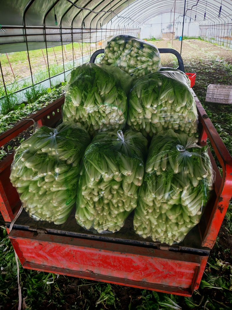 蔬菜
