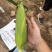 糯玉米🌽白色