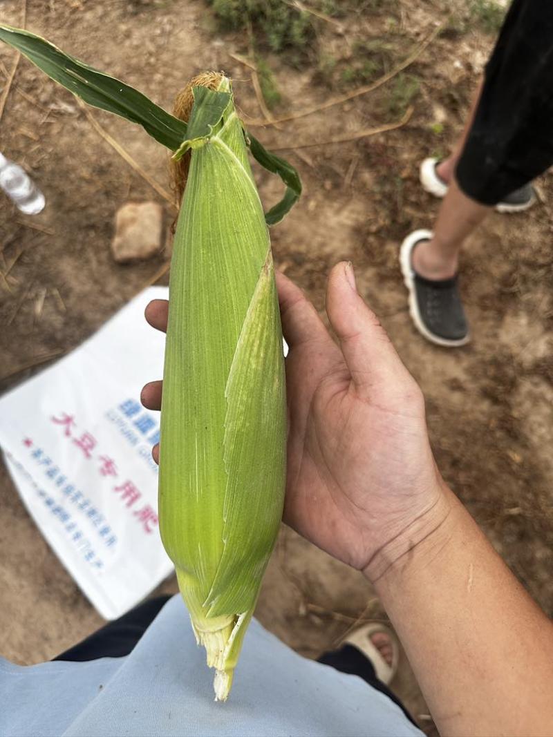 糯玉米🌽白色