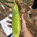 糯玉米🌽白色
