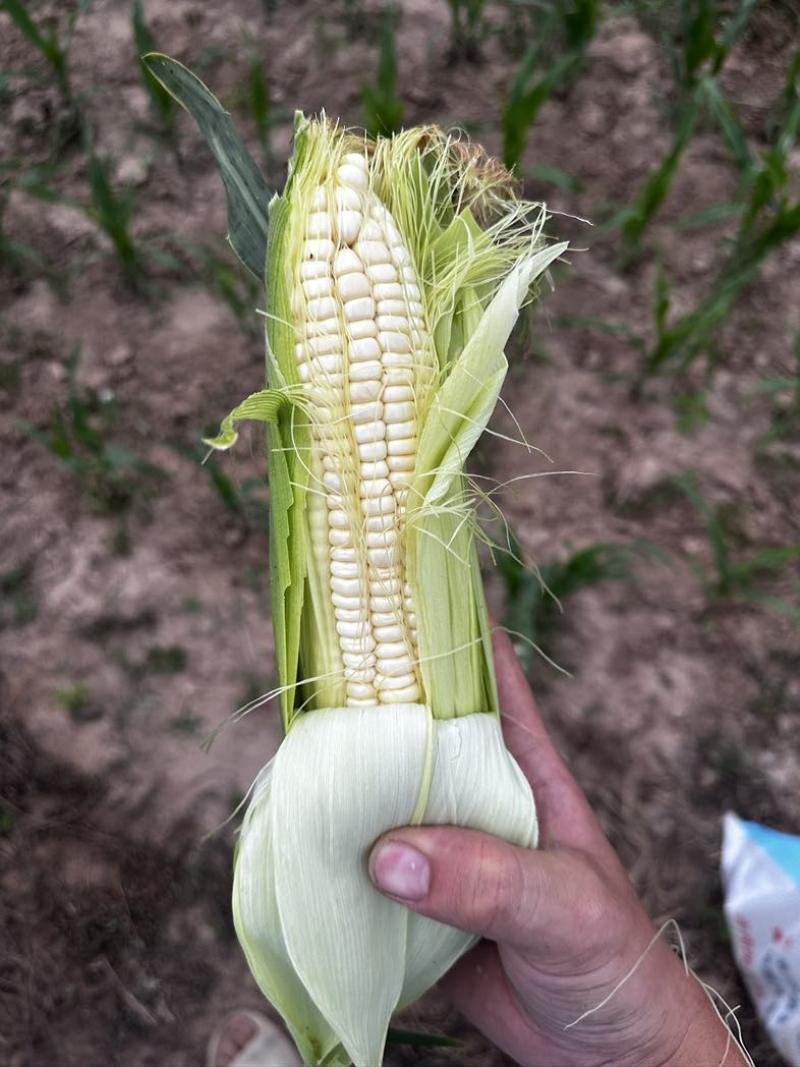 糯玉米🌽白色