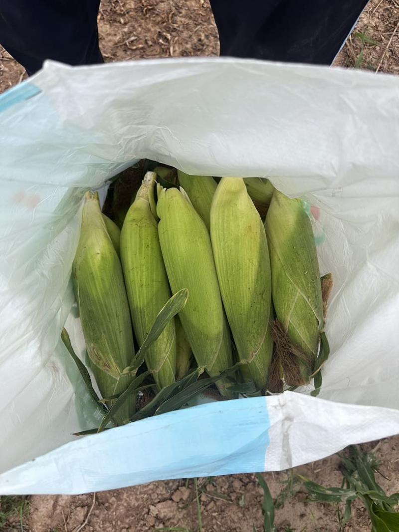 糯玉米🌽白色