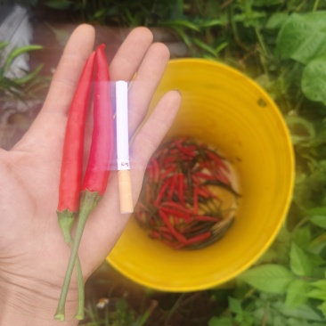 文山稼依精品朝天椒