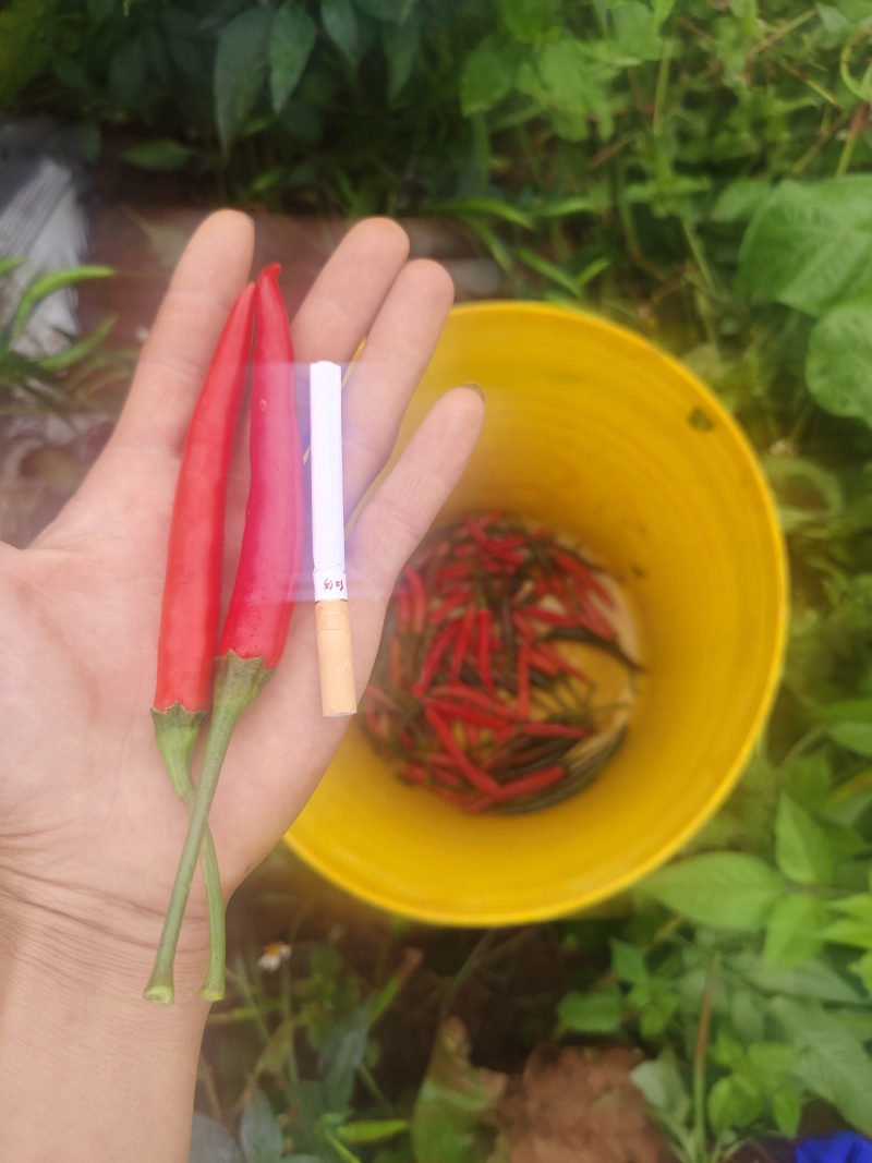 文山稼依精品朝天椒