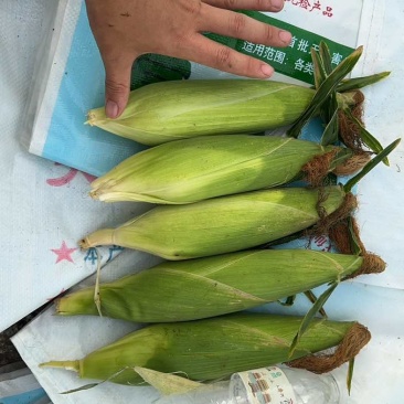 白糯玉米🌽香甜软糯