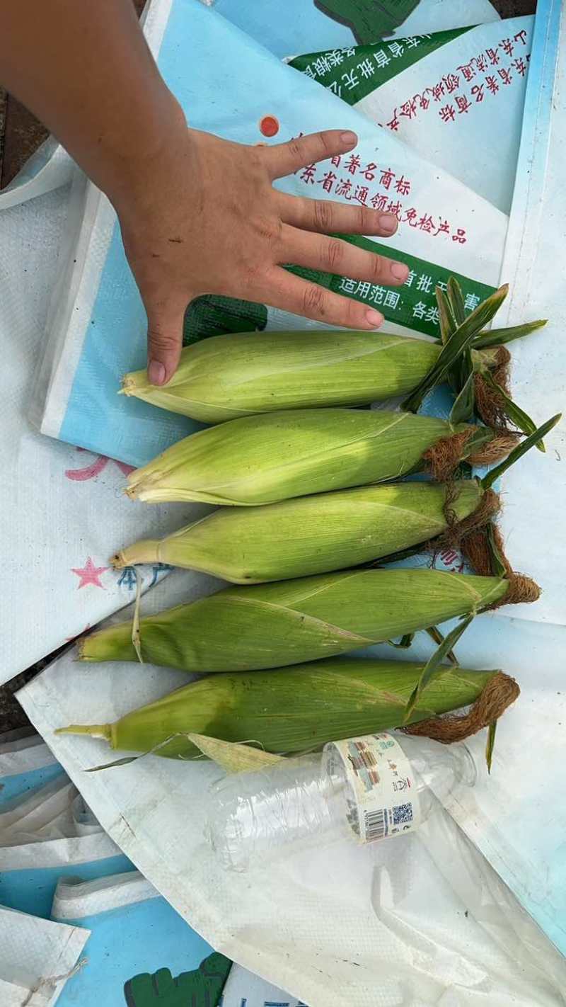 白糯玉米🌽香甜软糯