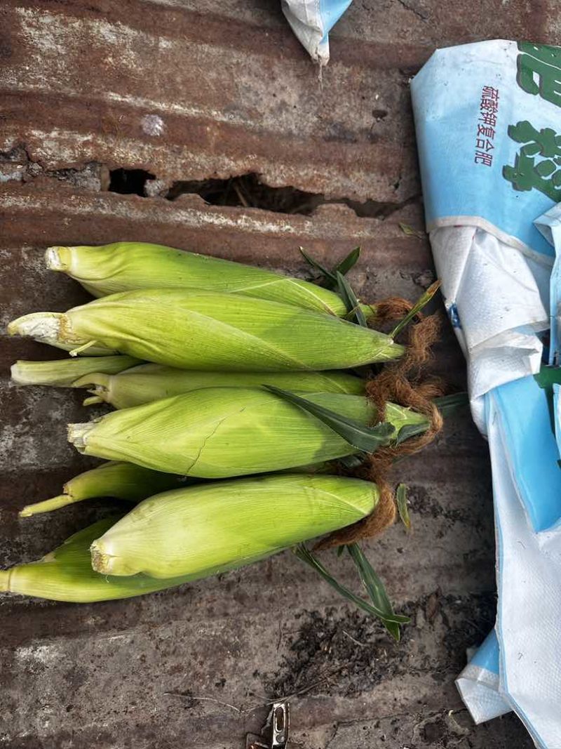 白糯玉米🌽香甜软糯