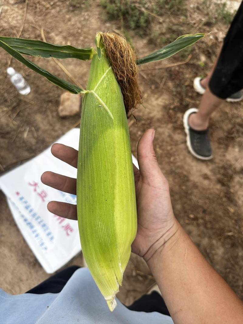 白糯玉米🌽香甜软糯