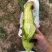 白糯玉米🌽香甜软糯