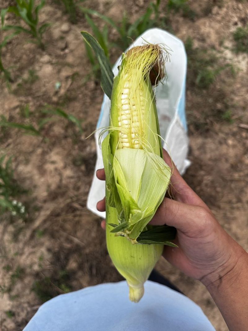 白糯玉米🌽香甜软糯