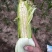 白糯玉米🌽香甜软糯