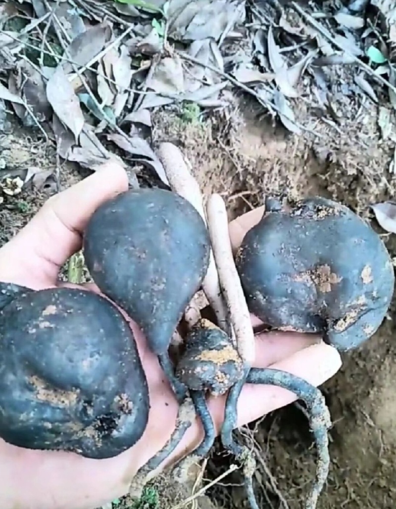 乌灵参